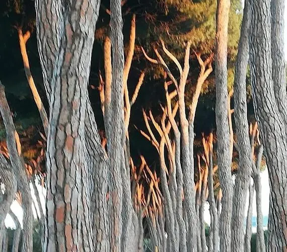 Apartment Manetta Tra Mare E Natura Pineto