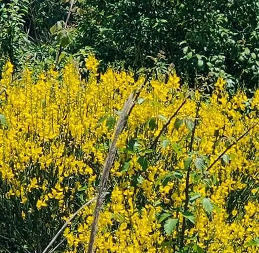 Manetta Tra Mare E Natura Pineto